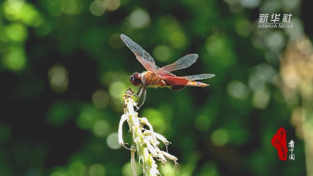 万物渐盛，暑气蒸腾