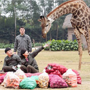 明星真人秀闹荧屏