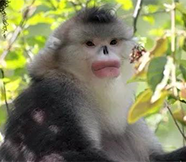 关于滇金丝猴