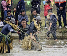 广西罗城：侗族同胞闹“鱼节”庆丰收