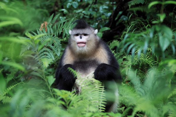 滇金丝猴保护项目探访--那些守护雪山精灵的人