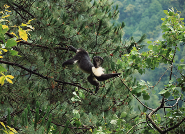 飞跃的滇金丝猴