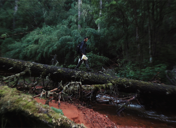 巡护队员蜂春林