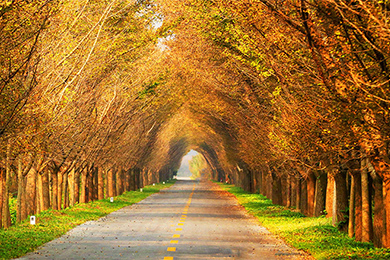 江苏省东台市黄海国家森林公园