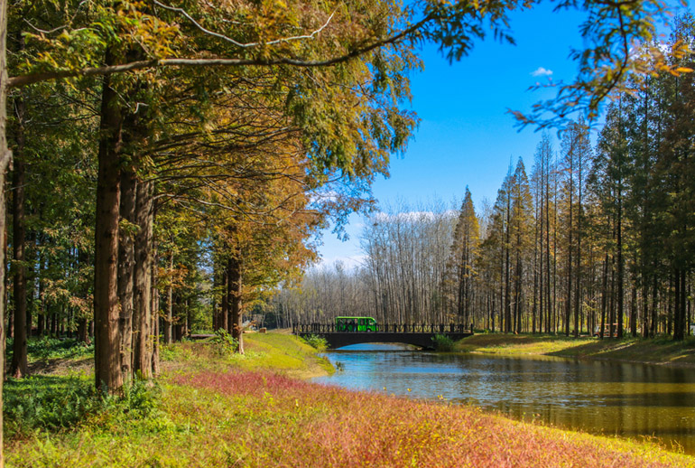 江苏省东台市黄海国家森林公园