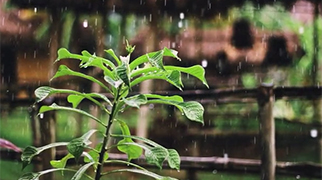 二十四节气之谷雨原创音乐《谷雨的旋律》发布