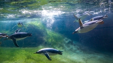 比利时：天堂动物园里的巴布亚企鹅