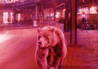 柏林电影节海报玩创新 大熊午夜游走柏林