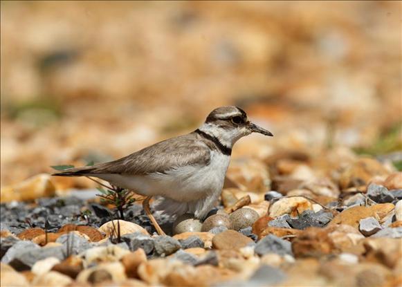 鄱阳湖畔&ldquo;鸟妈妈&rdquo;孵化忙