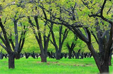 添一辆汽车 植一棵树