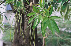 那些千奇百怪能吃的树