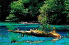 九寨国家森林公园