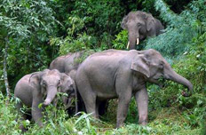 西双版纳国家森林公园