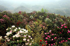 百里杜鹃国家森林公园