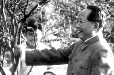 毛泽东视察林业工作