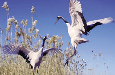 全球生物多样性面临危机