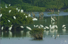 肯尼亚将制定国家计划保护红树林