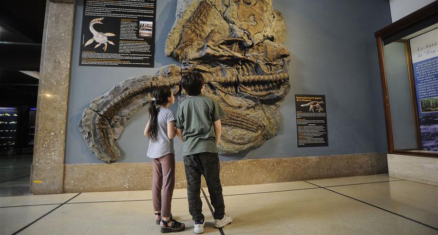 罕见的蛇颈龙骨架化石亮相阿根廷博物馆