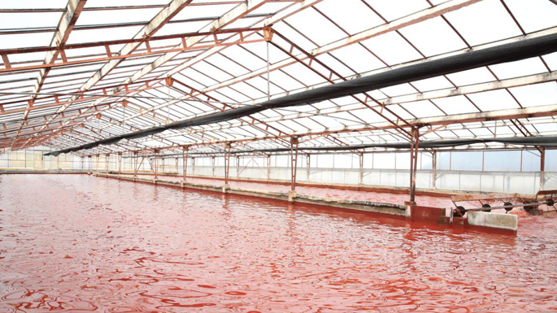 中国雨生红球藻产业化进程提速