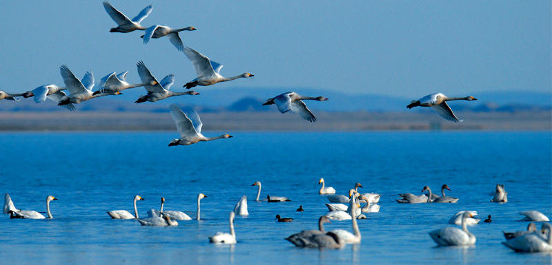 达里湖百鸟乐园之天鹅