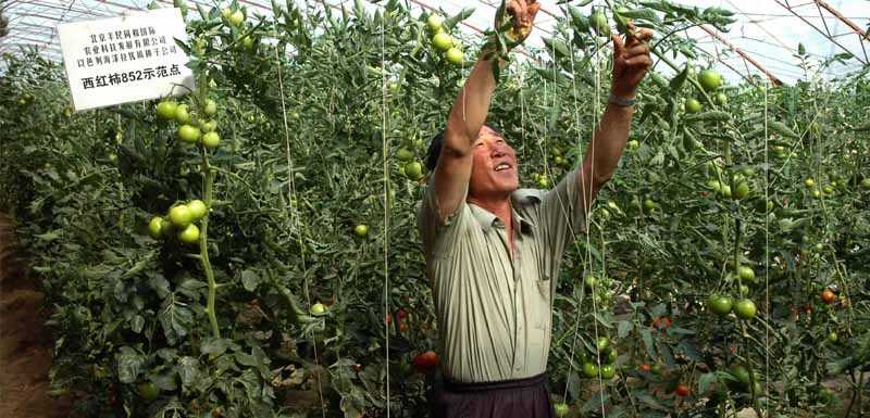 设施农业 西红柿852示范点