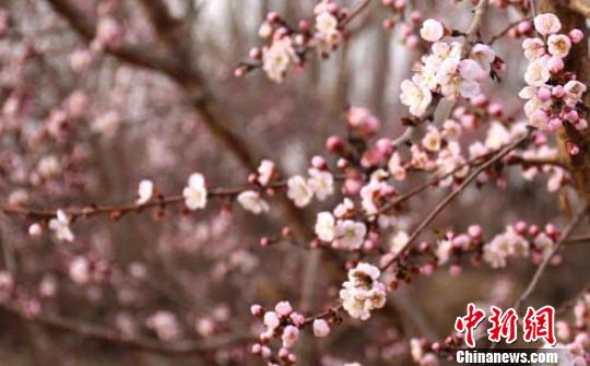 新疆赏花渐入佳季