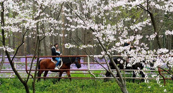 上海举行都市森林百花展