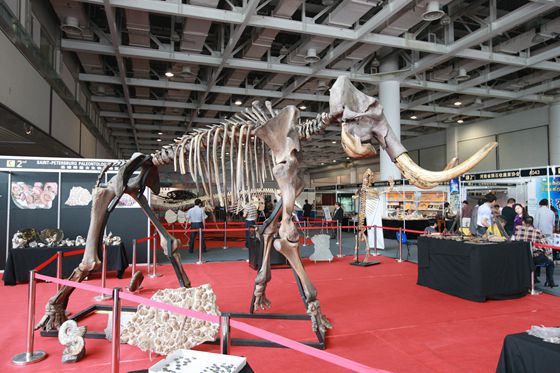 中国（长沙）国际矿物宝石博览会化石高峰论坛开幕