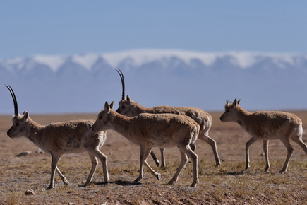 从昆仑山口到五道梁 佳通轮胎志愿者探访可可西里第一线
