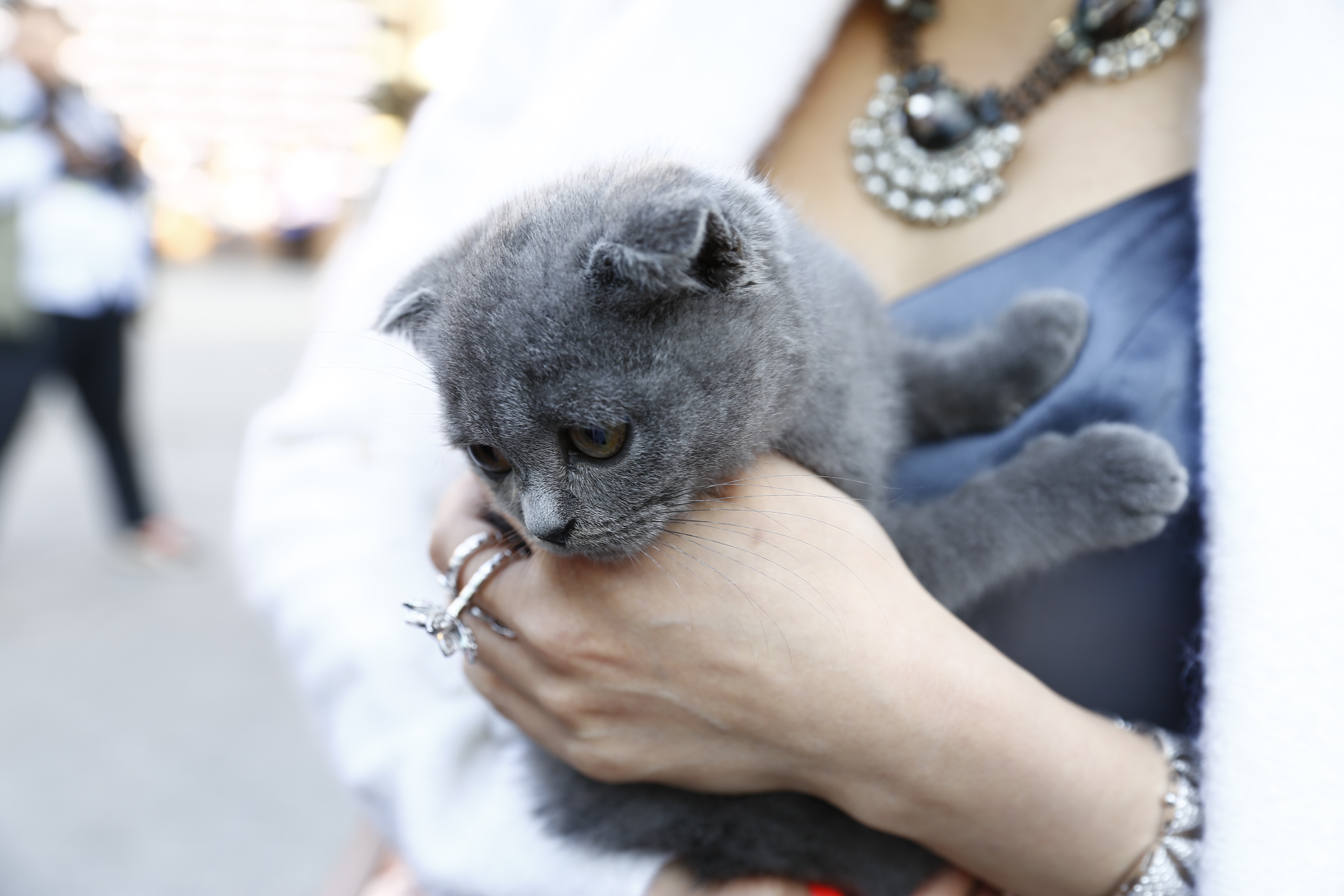 它一出现，瞬间秒杀了本该属于它主人的菲林。谁叫人家是高冷的喵星人呢~