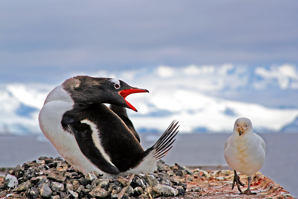 奇迹旅行南极包船再起航