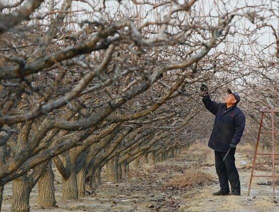 冬閒時節剪枝忙