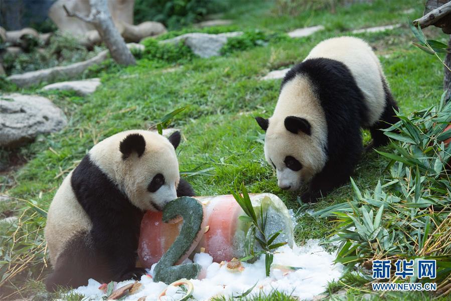 澳門大熊貓“健健”“康康”迎來2周歲生日