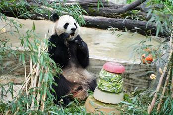大熊猫过生日