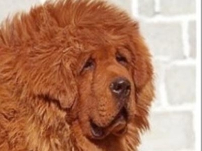 千万元天价藏獒！全球最吸金名贵宠物