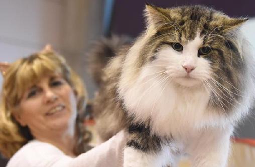 萌寵來襲&mdash;&mdash;葡萄牙裏斯本寵物展