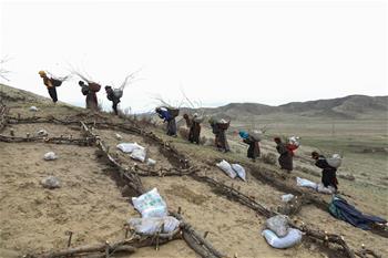 川西高原鬥沙記