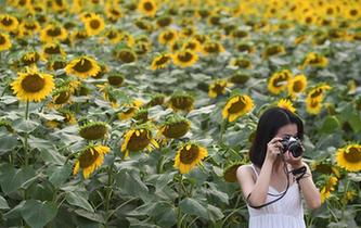 夏日葵花引遊人