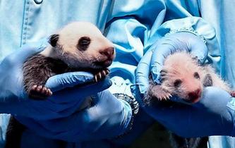 广州长隆大熊猫家族再添新成员