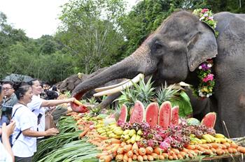 雲南西雙版納舉辦世界大象日活動