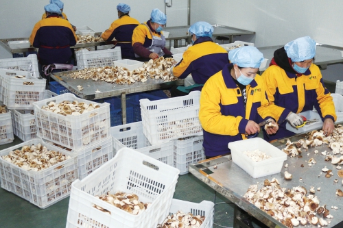 江苏灌云:小草菇 出口忙 江苏灌云:小草菇 出口忙