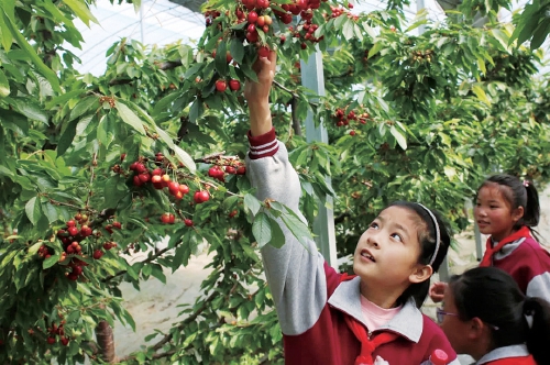 大棚樱桃价格又高又稳定 大棚樱桃价格又高又稳定