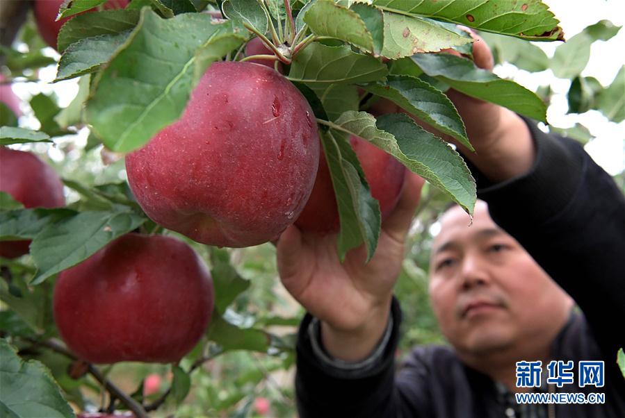 （经济）（1）小苹果带动致富大产业