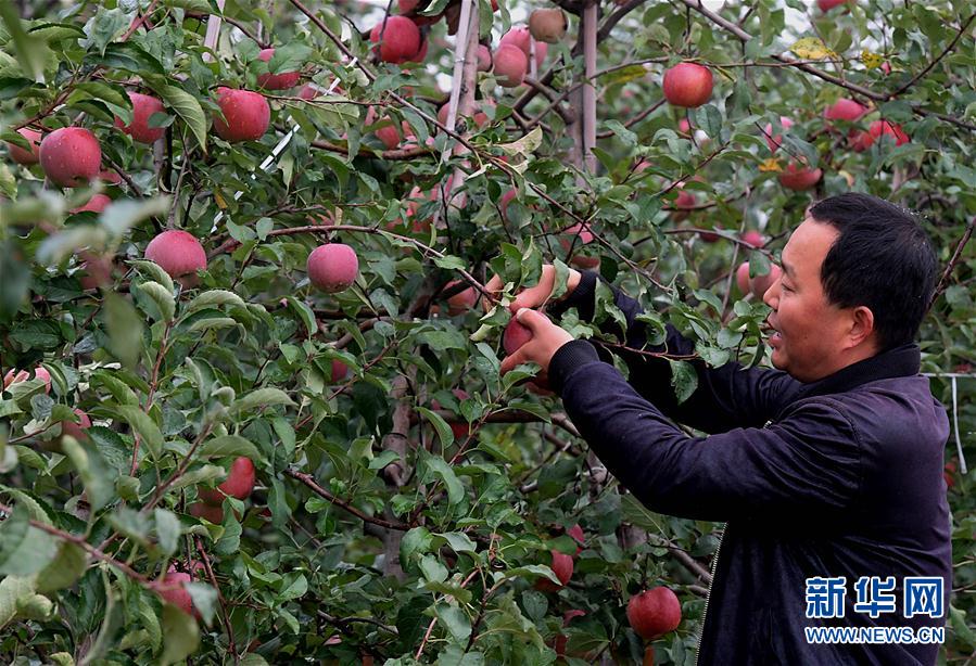 （经济）（2）小苹果带动致富大产业