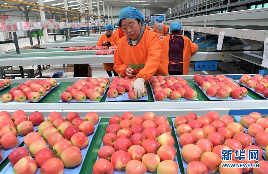 （经济）（3）小苹果带动致富大产业