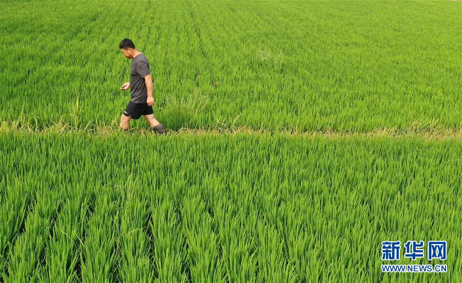 （走向我们的小康生活）（1）辽宁盘锦：“稻蟹共生”让农民“双收”奔小康