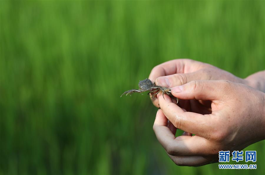 （走向我们的小康生活）（2）辽宁盘锦：“稻蟹共生”让农民“双收”奔小康