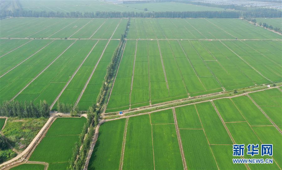 （走向我们的小康生活）（4）辽宁盘锦：“稻蟹共生”让农民“双收”奔小康