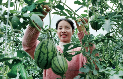 河南省开封市尉氏县邢庄乡三李村大棚西瓜错峰上市“抢”市场