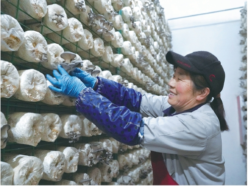 “一朵菌菇”带起一条绿色产业链